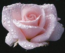 nakedping rose